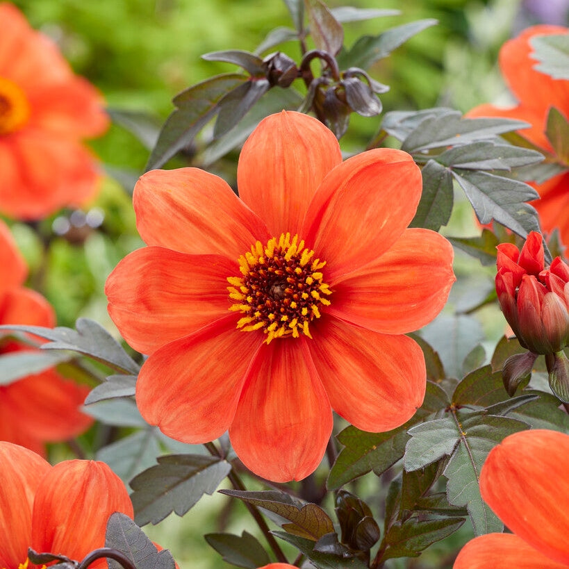 Dahlia Border Bishop of Oxford 1-pack